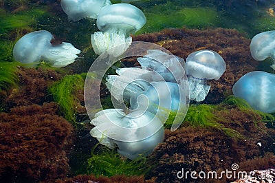 Jellyfish in warm sea waters near the coast on a summer day Stock Photo